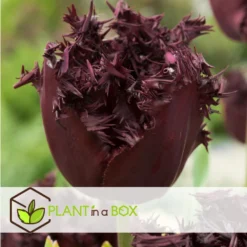 Tulipa Labrador - Bloembollen X10 - Tulp - Donkerpaars -Exporteren Tuin Verge Winkel e98754f06d9d4d088cfb785b194a4516