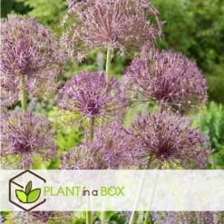 Allium Christophii X30 - Bloembollen - Sierui Paars -Exporteren Tuin Verge Winkel ebb869ec28ff4290ba61750e80509e68