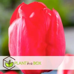 Plant In A Box - Tulipa Pink & Red Mix - Bloembollen X160 - Tulp - Roze / Rood -Exporteren Tuin Verge Winkel ebc2f20d0f3d4f038cfa10a9b652303a