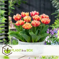 Tulipa Brisbane - Bloem Bollen X20 - Tulp - Roze -Exporteren Tuin Verge Winkel ec14e9aee9374668958c53ca97c1a94e