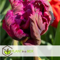 Tulipa Parrot Negrita - Bloembollen X20 - Tulp - Donkerpaars -Exporteren Tuin Verge Winkel ec2a4e0463274fbabf5aa35adbb88932