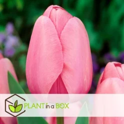 Plant In A Box - Tulipa Pink & Red Mix - Bloembollen X160 - Tulp - Roze / Rood -Exporteren Tuin Verge Winkel ef879467ff8c498795b982ba76397f2a