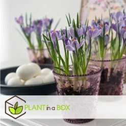Plant In A Box - Crocus Pickwick - Bloembollen X30 - Krokus -Exporteren Tuin Verge Winkel f26f33ab9b824870bf4432aa2073aec5