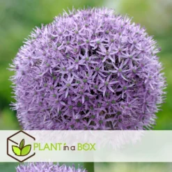 Allium Gladiator - 16x Sierui Bloembollen - Reuzenbloeiende Sierui -Exporteren Tuin Verge Winkel f4d4f186a2ef4524b55de05e5df92148
