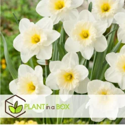 Narcissus Mount Hood X15 - Narcisbollen - Winterharde Bloembollen -Exporteren Tuin Verge Winkel f543abbcbe26489c97e60ea7caf54e95