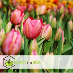 Plant In A Box - Tulipa Design Impression - Bloem Bollen X40 - Tulp - Roze -Exporteren Tuin Verge Winkel f687f8e7633046c18ede1f09abd17634