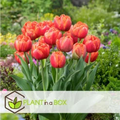 Tulipa Icoon - Bloem Bollen X14 - Tulp - Rood -Exporteren Tuin Verge Winkel fa4eec238e324e19b039d4aef2db7c76