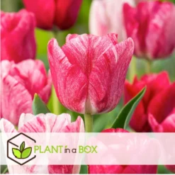 Tulipa Hemisphere - Bloembollen X15 - Tulp - Roze / Wit / Rood -Exporteren Tuin Verge Winkel fc6b0b4a24c1418ea18cd74ff517f0b8
