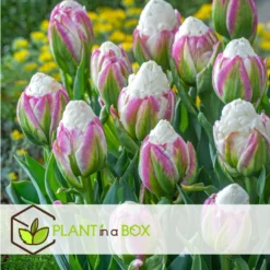 Tulipa Ice Cream - Bloem Bollen X20 - Tulp - Paars Wit -Exporteren Tuin Verge Winkel fd46a6fbc8d540a9a0593290f853dd36
