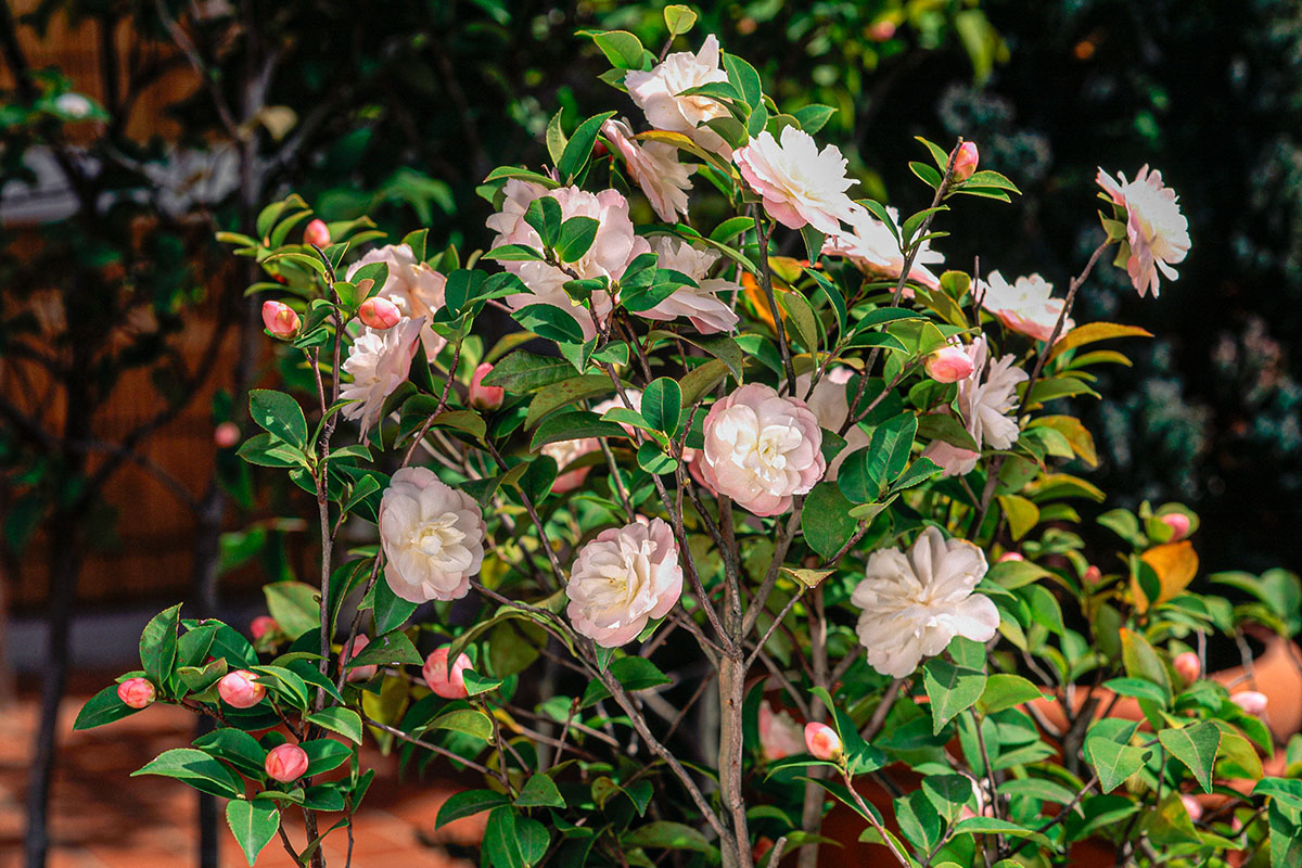 Exporteren Tuin Verge Winkel -Exporteren Tuin Verge Winkel camellia cinnamon cindy gyro 1200x800 1